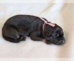 Small #1 German Shepherd Dog