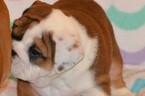 Small Photo #5 Bulldog Puppy For Sale in CHINO HILLS, CA, USA