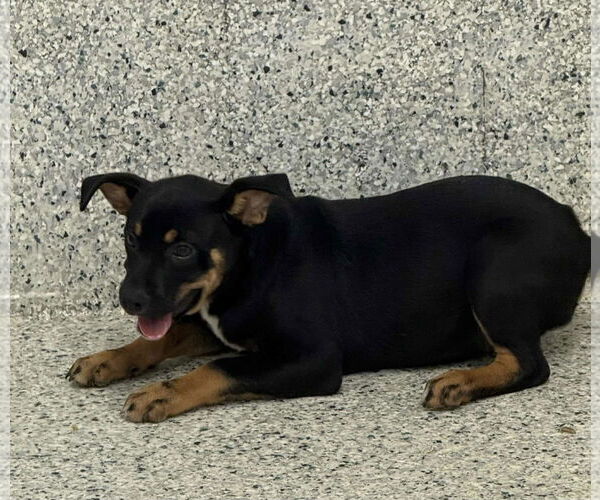 Medium Photo #6 Boxer-Unknown Mix Puppy For Sale in Mechanicsburg, PA, USA