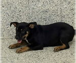 Small #5 Boxer Mix