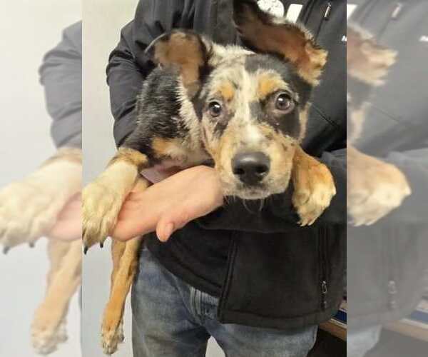 Medium Photo #2 Australian Shepherd Puppy For Sale in Aurora, IN, USA