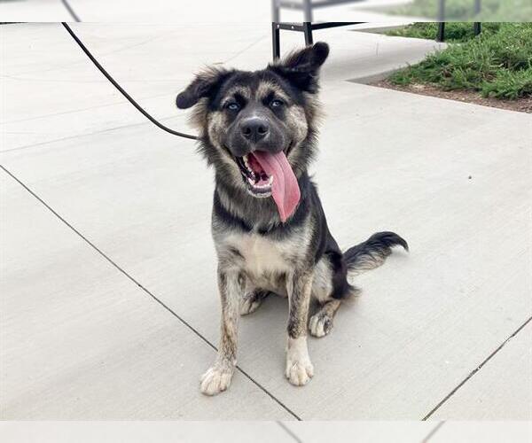 Medium Photo #2 Australian Shepherd-Unknown Mix Puppy For Sale in Orange, CA, USA