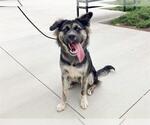 Small #1 Australian Shepherd Mix