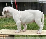 Small Photo #11 American Bulldog Puppy For Sale in PLUMAS LAKE, CA, USA