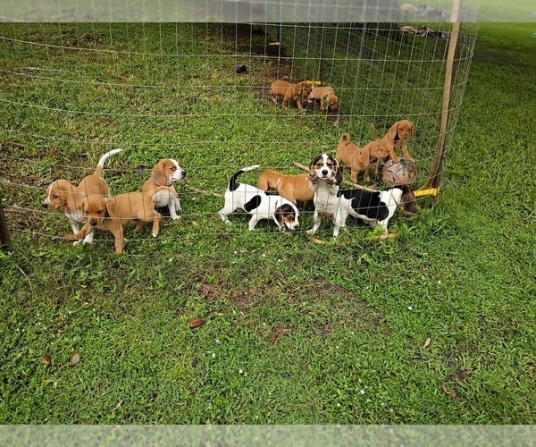 Medium Photo #8 Beagle Puppy For Sale in COCOA, FL, USA