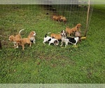 Small #7 Beagle