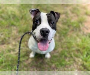 American Pit Bull Terrier Dogs for adoption in Charlotte, NC, USA