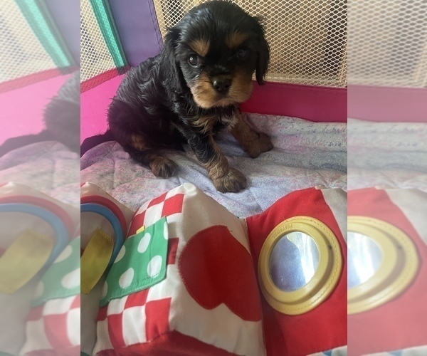 Medium Photo #1 Cavalier King Charles Spaniel Puppy For Sale in STE GENEVIEVE, MO, USA