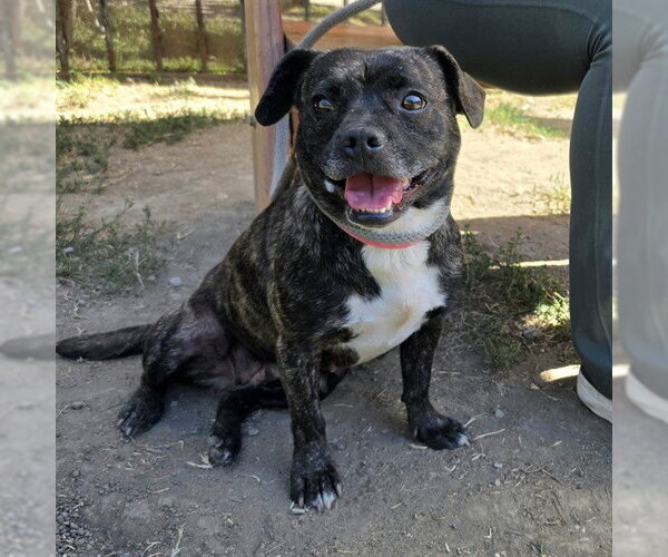 Medium Photo #1 Pug-Unknown Mix Puppy For Sale in Long Beach, CA, USA