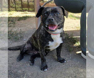 Pug-Unknown Mix Dogs for adoption in Long Beach, CA, USA