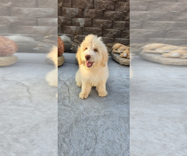 Medium Photo #6 Double Doodle Puppy For Sale in HESPERIA, CA, USA