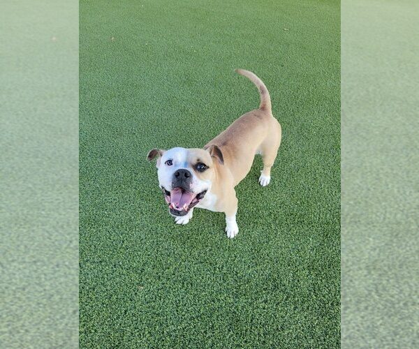 Medium Photo #16 Boxer-Unknown Mix Puppy For Sale in New York, NY, USA