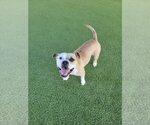 Small #15 Boxer Mix