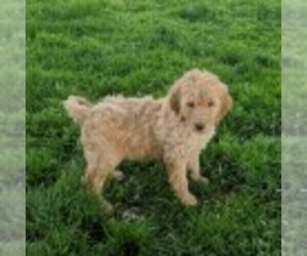 Medium Photo #1 Goldendoodle Puppy For Sale in NEW HOLLAND, PA, USA