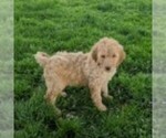 Small Photo #1 Goldendoodle Puppy For Sale in NEW HOLLAND, PA, USA
