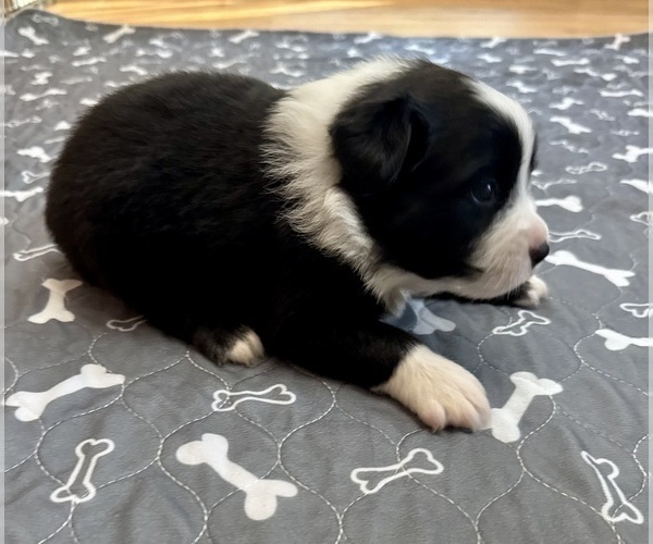 Medium Photo #13 Australian Shepherd Puppy For Sale in SALISBURY, NC, USA