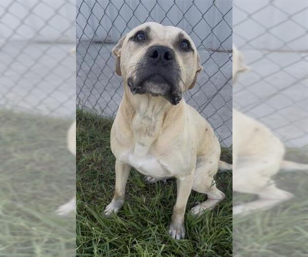 Medium Photo #2 Black Mouth Cur-Unknown Mix Puppy For Sale in Rosenberg, TX, USA