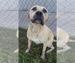 Small #1 Black Mouth Cur Mix