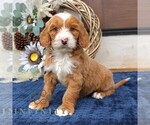 Small #2 Goldendoodle (Miniature)