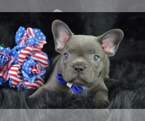 French Bulldog Puppy for sale in IVA, SC, USA