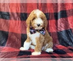 Small #2 Poodle (Miniature)