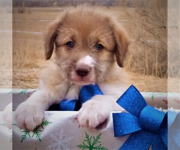 Medium Photo #9 Bordoodle Puppy For Sale in OLATHE, CO, USA