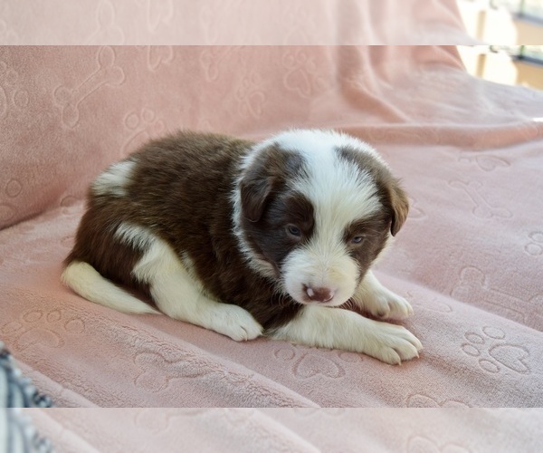 Medium Photo #37 Border Collie Puppy For Sale in MARYVILLE, TN, USA