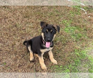 German Shepherd Dog Puppy for sale in JACKSONVILLE, TX, USA