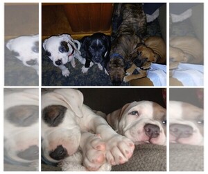 American Staffordshire Terrier Puppy for sale in UNIONTOWN, PA, USA