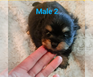 Malchi Puppy for sale in WOBURN, MA, USA