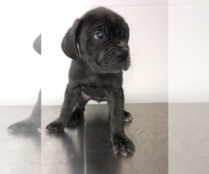 Cane Corso Puppy for sale in MODESTO, CA, USA