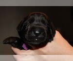 Small Photo #5 Labrador Retriever Puppy For Sale in LOVELADY, TX, USA