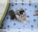 Puppy Puppy 1 Pomeranian