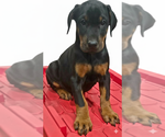 Small Photo #47 Doberman Pinscher Puppy For Sale in BEGGS, OK, USA