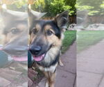 Small German Shepherd Dog