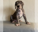 Small Photo #3 Great Dane Puppy For Sale in CLEVELAND, NC, USA