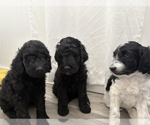 Double Doodle Litter for sale in WAYNESBORO, VA, USA