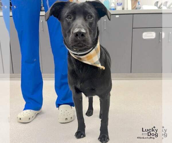 Medium Photo #3 Labrador Retriever-Unknown Mix Puppy For Sale in Washington, DC, USA