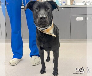 Texas - Male Labrador Retriever-Unknown Mix Dog for Adoption - Photo #3