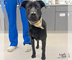 Small Photo #3 Labrador Retriever-Unknown Mix Puppy For Sale in Washington, DC, USA