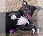 Small #8 Labrador Retriever Mix