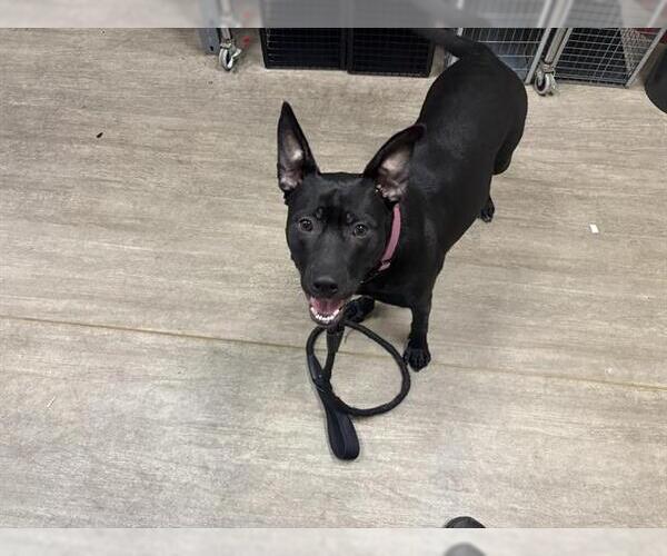 Medium Photo #1 Mutt Puppy For Sale in Pasadena, CA, USA