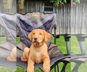 Labrador Retriever Puppy for sale in BUFFALO, NY, USA