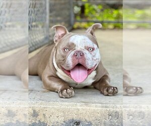 American French Bull Terrier Dogs for adoption in POMPANO BEACH, FL, USA