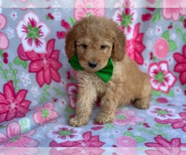 Medium Photo #4 Double Doodle Puppy For Sale in LANCASTER, PA, USA