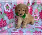 Small Photo #4 Double Doodle Puppy For Sale in LANCASTER, PA, USA