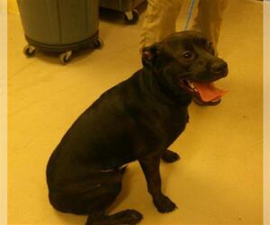 Labrottie Dogs for adoption in Sanford, FL, USA