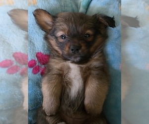 Maltipom Puppy for sale in HUDSON, MA, USA