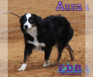 Miniature Australian Shepherd Dog for Adoption in FORESTBURG, Texas USA