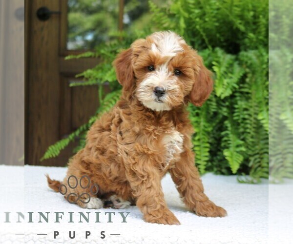 Medium Photo #1 Cavapoo (Miniature) Puppy For Sale in NARVON, PA, USA